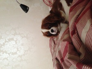 IMG_1781